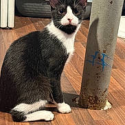 Elvis joined the competition — help win amazing prizes! cat, tuxedo_cat, pet, animal, indoor, wooden_floor, metal_pole, rust, pet_carrier, black_and_white, curious, sitting, fur, whiskers, ears, floor, domestic_cat, feline, looking, closeup