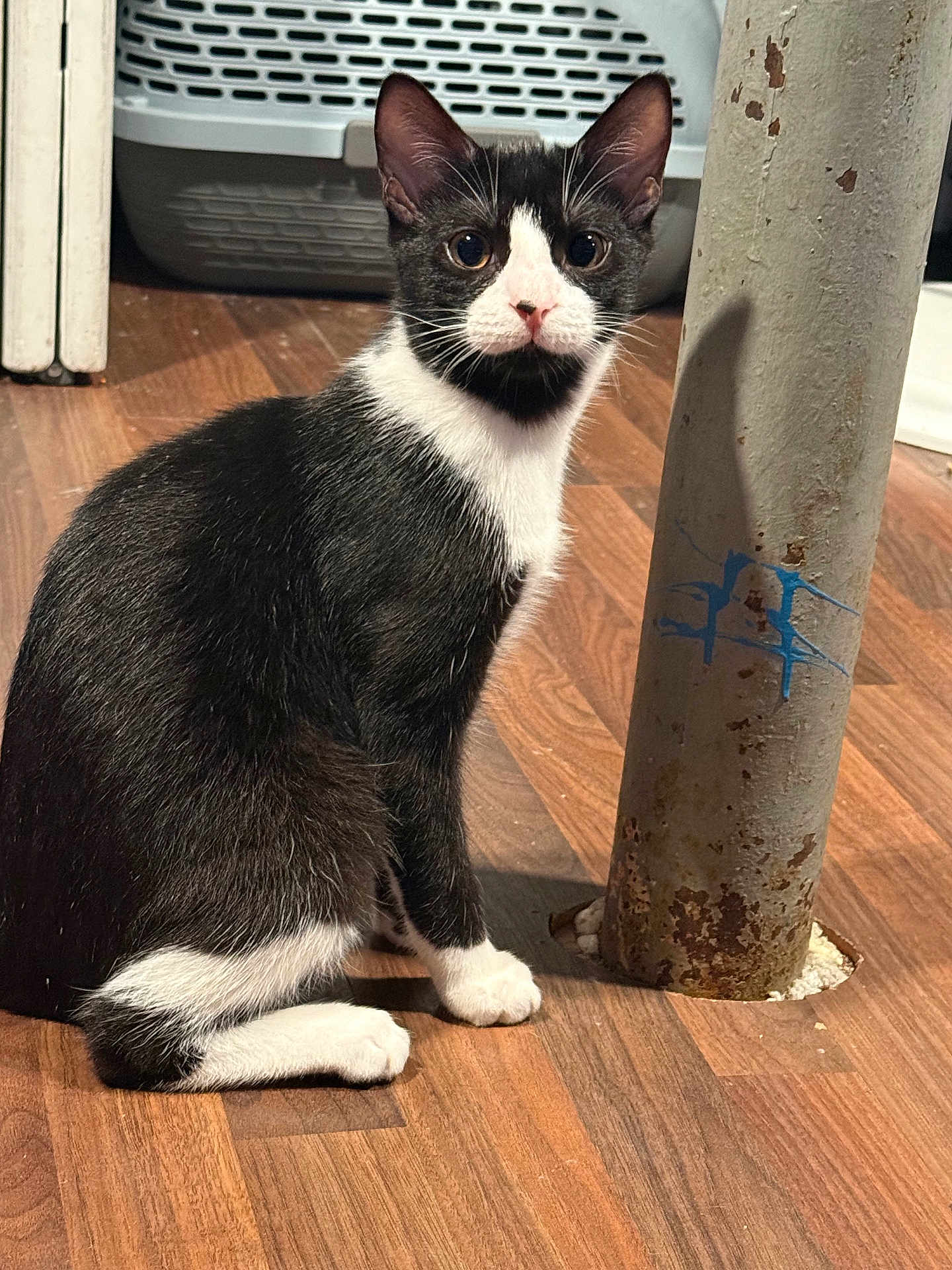 Elvis