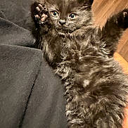 Raven is registered to the contest to win money with this photo: kitten, black_cat, fluffy, pet, animal, paw, fur, indoor, wooden_floor, resting, cute, closeup, feline, raised_paws, young, domestic, soft, curious, whiskers, relaxed