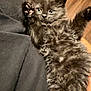 kitten, black_cat, fluffy, pet, animal, paw, fur, indoor, wooden_floor, resting, cute, closeup, feline, raised_paws, young, domestic, soft, curious, whiskers, relaxed