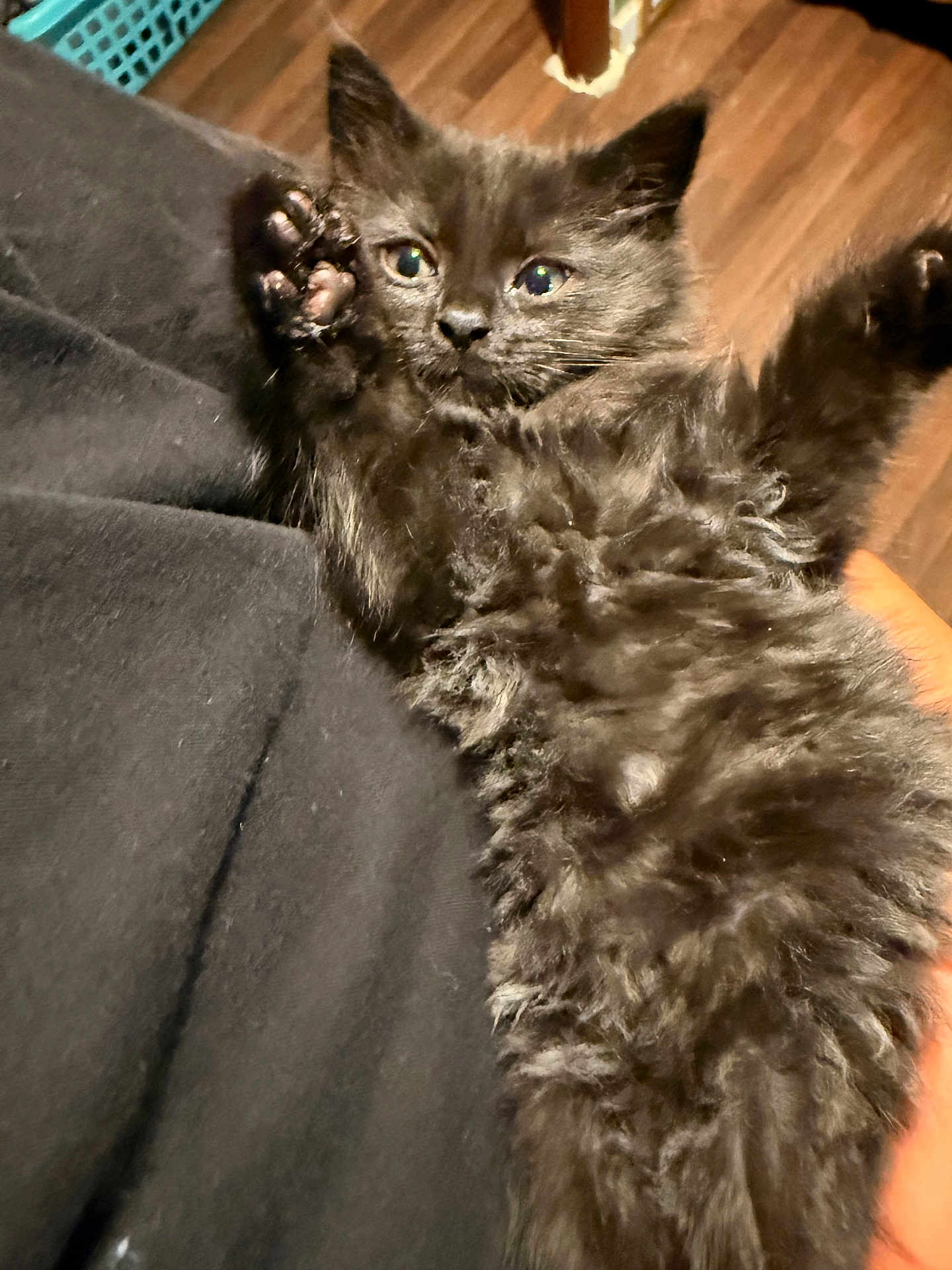 Raven is registered to the contest to win money with this photo: kitten, black_cat, fluffy, pet, animal, paw, fur, indoor, wooden_floor, resting, cute, closeup, feline, raised_paws, young, domestic, soft, curious, whiskers, relaxed