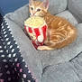 Raven joined the competition — help win amazing prizes! kitten, orange_tabby, cat, pet_bed, plush, toy, popcorn_toy, indoor, cozy, cute, feline, resting, animal, fur, small, domestic_cat, sleepy, soft, comfort, bed