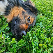 Sully a rejoint le concours — aidez-le/la à gagner de superbes lots ! animal, canine, close_up, daylight, dog, eye, fresh, fur, grass, greenery, laying_down, leaf, muzzle, nature, nose, outdoor, pet, portrait, relaxed, summer