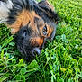 animal, canine, close_up, daylight, dog, eye, fresh, fur, grass, greenery, laying_down, leaf, muzzle, nature, nose, outdoor, pet, portrait, relaxed, summer