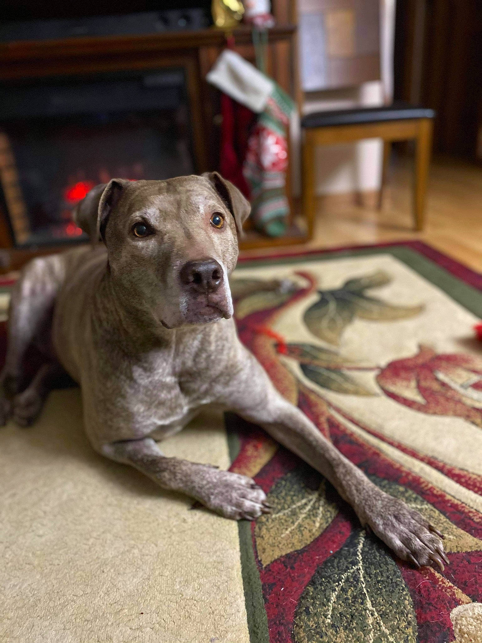 Vinny is registered to the contest to win money with this photo: canidae, carnivore, carpet, companion_dog, dog, dog_breed, floor, flooring, home_accessories, mat, picture_frame, rug, snout, sporting_group, varnish, whiskers, wood, wood_stain, working_animal, working_dog