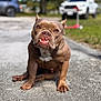 dog, brown_dog, pitbull, sitting, outdoor, driveway, pets, canine, closeup, animal, curious, muscular, daylight, nature, backyard, portrait, friendly, tongue, ears, fence
