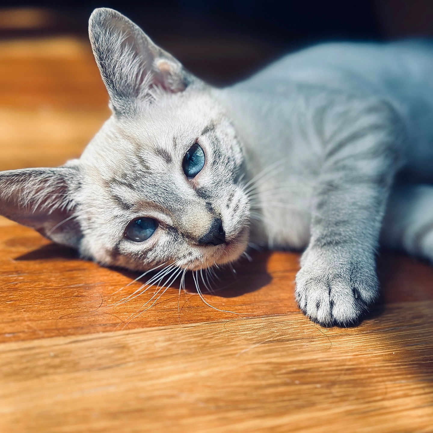 Khaleesi