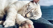 Khaleesi is registered to the contest to win money with this photo: animal, bed, blurred_background, cat, close_up, cozy, cute, domestic_cat, feline, fur, indoor, mammal, paw, peaceful, pet, relaxed, resting, sleeping, soft, whiskers