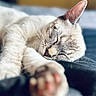 animal, bed, blurred_background, cat, close_up, cozy, cute, domestic_cat, feline, fur, indoor, mammal, paw, peaceful, pet, relaxed, resting, sleeping, soft, whiskers