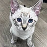 Khaleesi is registered to the contest to win money with this photo: animal, blue_eyes, cat, close_up, curious, cute, domestic_cat, ears, feline, floor, fur, indoor, kitten, looking_up, mammal, pet, portrait, small, whiskers, young