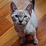 Khaleesi joined the competition — help win amazing prizes! animal, bell, blue_eyes, cat, collar, curious, cute, domestic_cat, ears, feline, indoor, kitten, looking_up, pet, siamese, small, tail, whiskers, wooden_floor, young