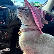 Khaleesi is registered to the contest to win money with this photo: accessory, animal, car_interior, cat, close_up, collar, cute, dashboard, domestic_animal, feline, indoor, looking_up, pet, pink_hat, profile_view, seat, sunlight, transportation, whiskers, window