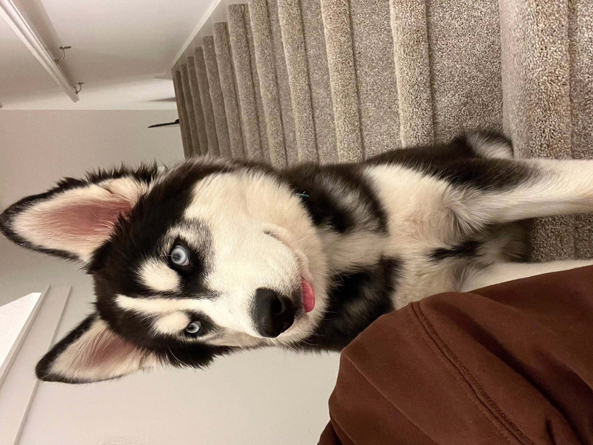 Koa is registered to the contest to win money with this photo: canidae, carnivore, comfort, companion_dog, dog, dog_breed, fur, monochrome, paw, snout, sporting_group, tail, terrestrial_animal, whiskers