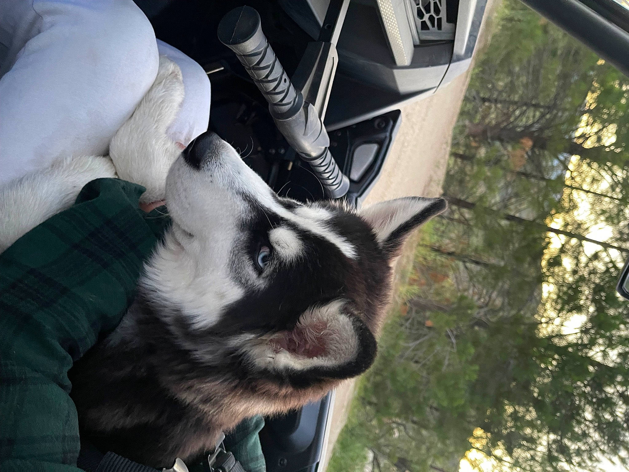 Koa is registered to the contest to win money with this photo: automotive_tire, automotive_wheel_system, canidae, dog_breed, fur, goat, goat_antelope, goats, grass, horn, human_leg, plant, rim, snout, terrestrial_animal, tree, vehicle_door, whiskers, wildlife, window