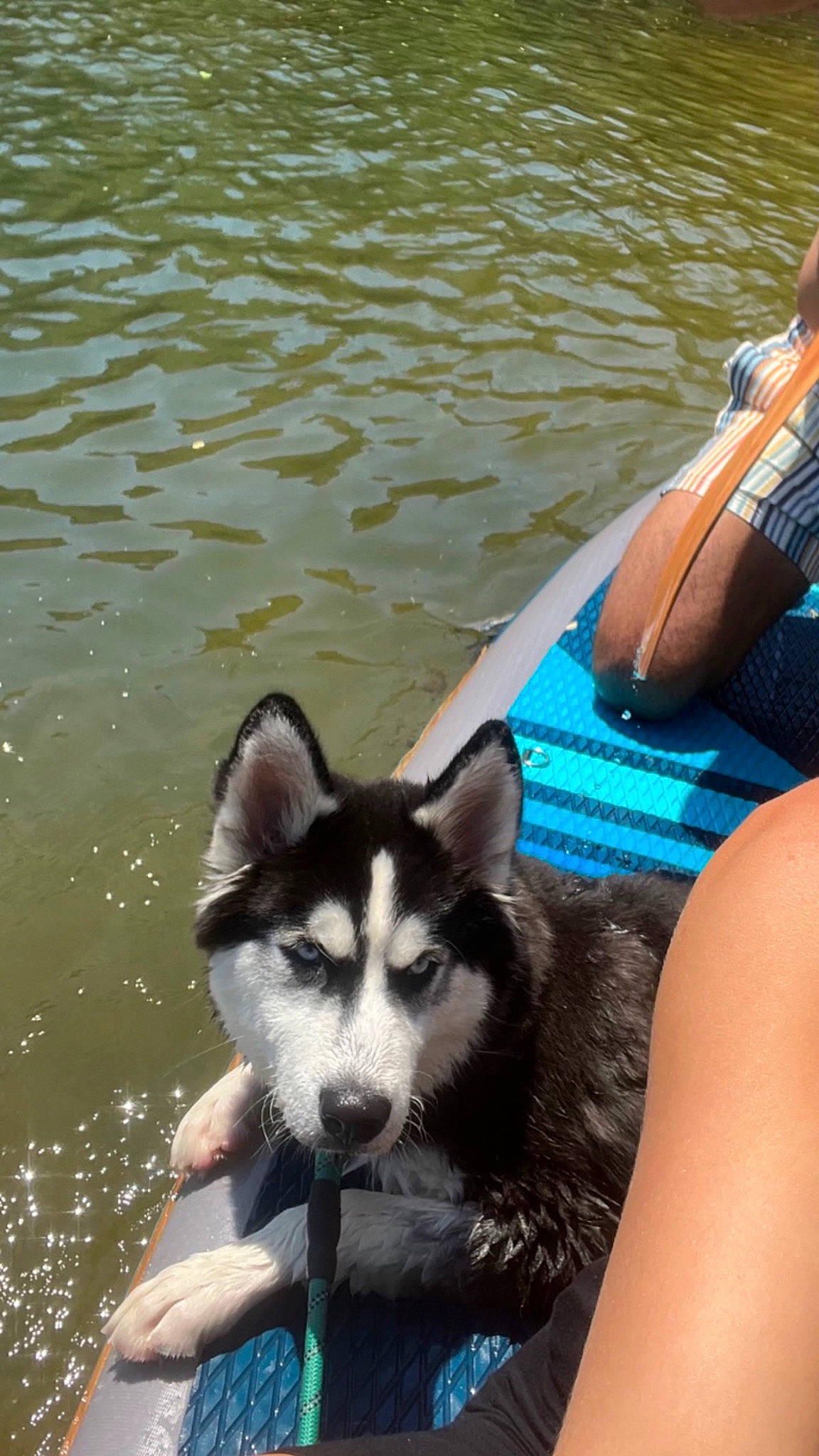 Koa is registered to the contest to win money with this photo: boat, boats_and_boating_equipment_and_supplies, canidae, carnivore, companion_dog, dog, dog_breed, fawn, lake, leisure, recreation, siberian_husky, sled_dog, snout, sporting_group, terrestrial_animal, vehicle, water, watercraft, working_animal