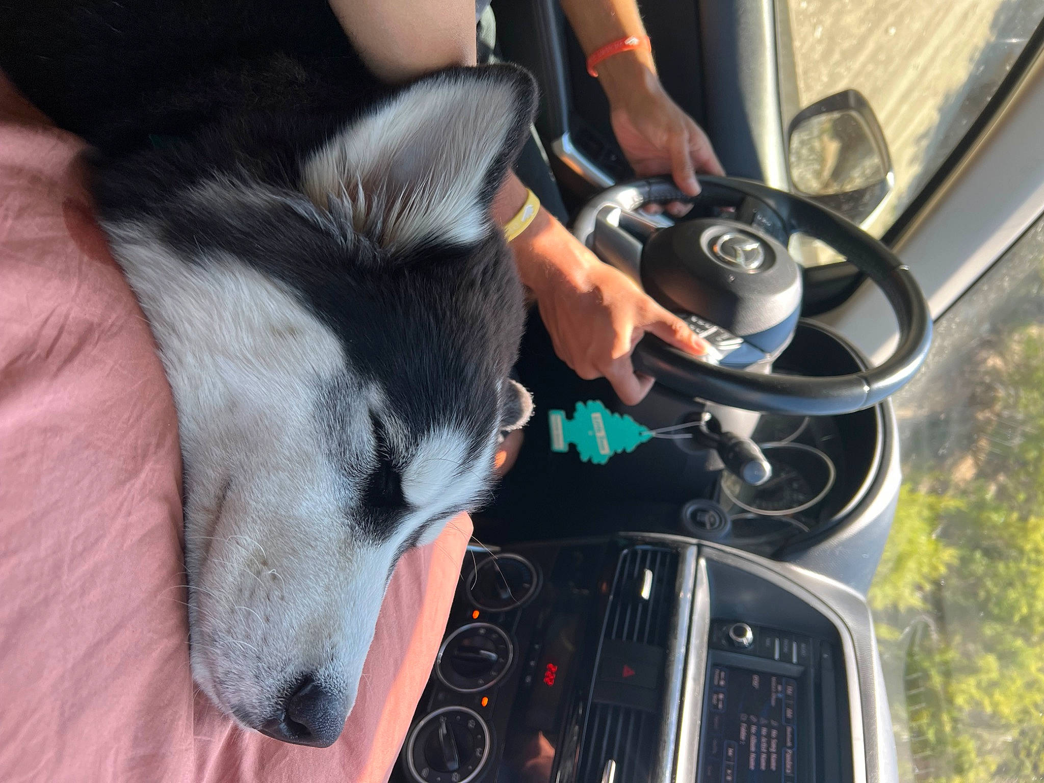 Koa is registered to the contest to win money with this photo: automotive_exterior, automotive_lighting, automotive_tire, bumper, car, carnivore, collar, companion_dog, dog, dog_breed, fender, hood, human_leg, motor_vehicle, snout, steering_wheel, tire, vehicle, vehicle_door, wheel