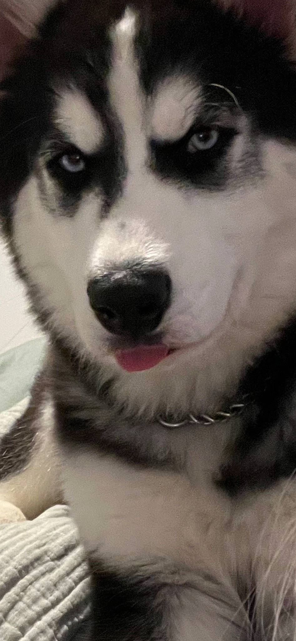 Koa joined the competition — help win amazing prizes! ancient_dog_breeds, art, canidae, carnivore, close_up, companion_dog, dog, dog_breed, fur, monochrome, monochrome_photography, photography, sled_dog, snout, sporting_group, terrestrial_animal, whiskers, white, working_animal, working_dog