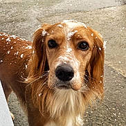 Simba participe au concours pour gagner de l'argent avec cette photo : dog, golden_retriever, snow, outdoor, animal, pet, fur, close_up, winter, snowflakes, canine, looking, portrait, nature, cold, muzzle, eyes, whiskers, wet_ground, background
