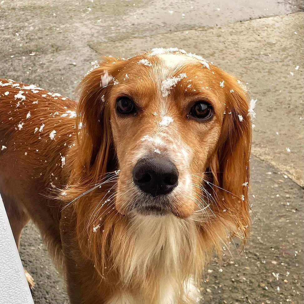 Simba participe au concours pour gagner de l'argent avec cette photo : animal, background, canine, close_up, cold, dog, eyes, fur, golden_retriever, looking, muzzle, nature, outdoor, pet, portrait, snow, snowflakes, wet_ground, whiskers, winter