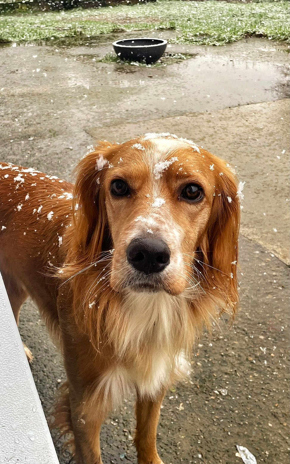 Simba participe au concours pour gagner de l'argent avec cette photo : dog, golden_retriever, snow, outdoor, animal, pet, fur, close_up, winter, snowflakes, canine, looking, portrait, nature, cold, muzzle, eyes, whiskers, wet_ground, background
