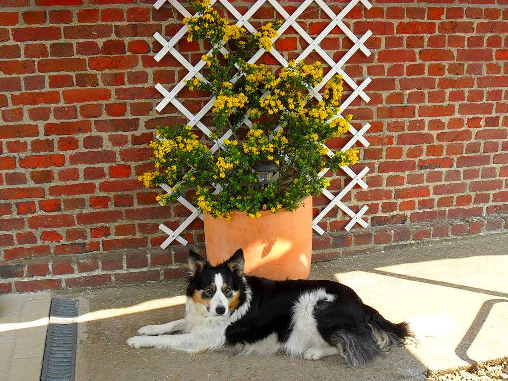 Candy a rejoint le concours — aidez-le/la à gagner de superbes lots ! brick, brickwork, carnivore, companion_dog, dog, dog_breed, felidae, flooring, flowerpot, grass, green, herding_dog, houseplant, mammal, plant, snout, tail, vertebrate, window, wood