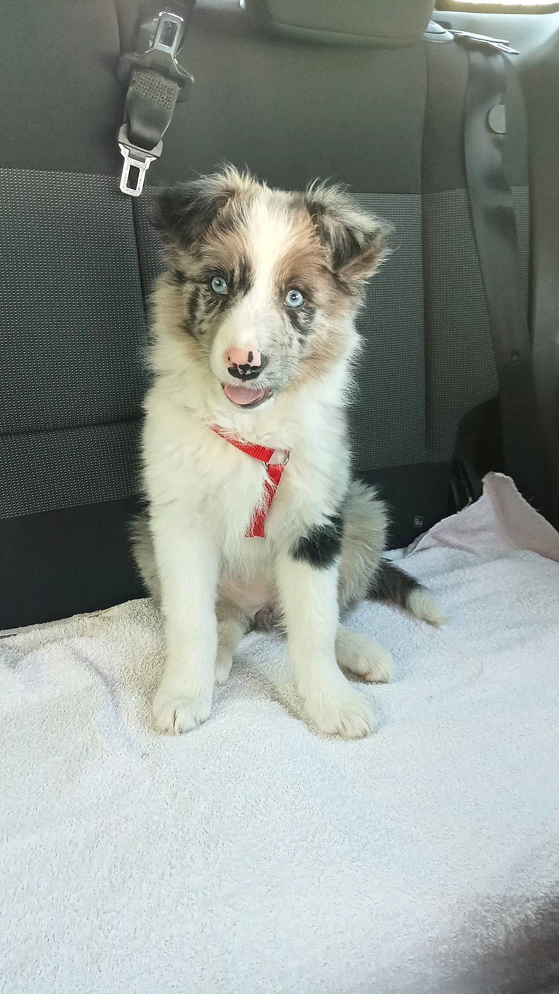 Dolly participe au concours pour gagner de l'argent avec cette photo : ancient_dog_breeds, australian_collie, australian_shepherd, canidae, carnivore, companion_dog, dog, dog_breed, fur, herding_dog, paw, scotch_collie, sled_dog, snout, sporting_group, terrestrial_animal, whiskers, wildlife, working_animal, working_dog