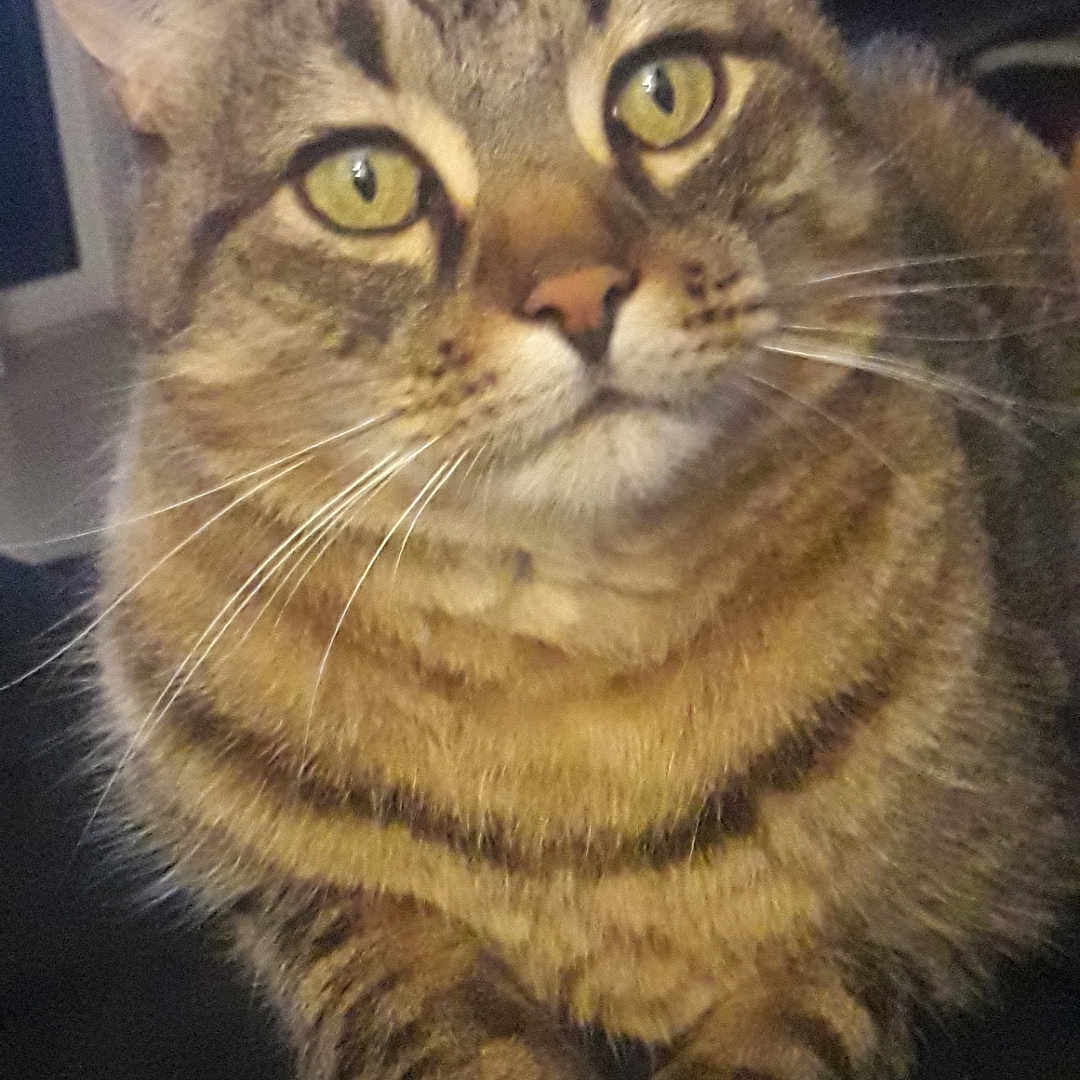 Boulette a rejoint le concours — aidez-le/la à gagner de superbes lots ! abyssinian, angora, animal, brasssection, cat, chair, egyptiancat, furniture, kitten, manx, musicalinstrument, pet