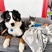 Snow participe au concours pour gagner de l'argent avec cette photo : dog, cat, pet_bed, blanket, toy, blue_eyes, black_fur, white_fur, grey_fur, indoor, flooring, red_door_frame, ride_on_toy, cozy, animal, cute, companion, playful, resting, domestic