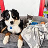 dog, cat, pet_bed, blanket, toy, blue_eyes, black_fur, white_fur, grey_fur, indoor, flooring, red_door_frame, ride_on_toy, cozy, animal, cute, companion, playful, resting, domestic
