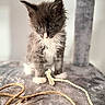Snow participe au concours pour gagner de l'argent avec cette photo : kitten, cat, pet, fur, whiskers, toy, rope, feathers, gray, soft, indoor, cute, animal, curious, young, playful, feline, closeup, cat_tree, domestic