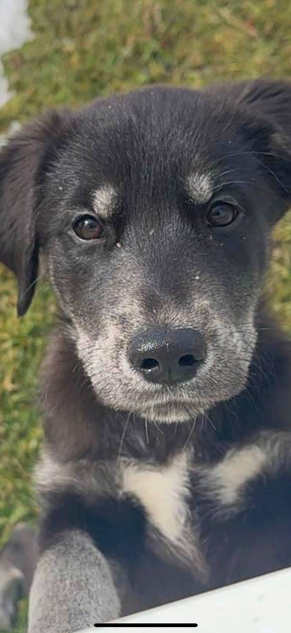 Luna is registered to the contest to win money with this photo: borador, canidae, carnivore, close_up, companion_dog, dog, dog_breed, fur, puppy, snout, sporting_group, street_dog, terrestrial_animal, whiskers, working_animal, working_dog