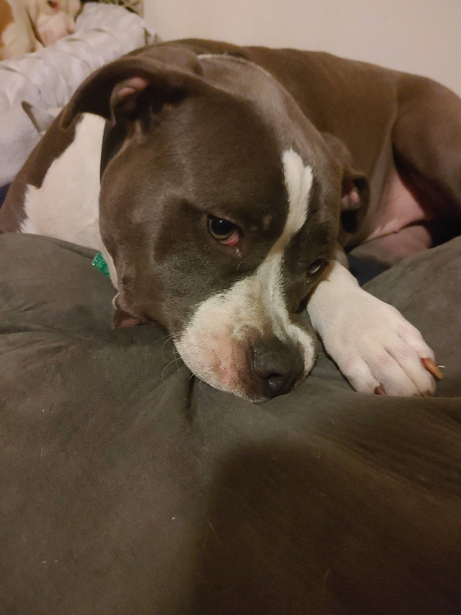 Prinscess is registered to the contest to win money with this photo: american_bulldog, american_pit_bull_terrier, american_staffordshire_terrier, bully_kutta, canidae, carnivore, dog, dog_breed, fawn, mammal, non_sporting_group, nose, pit_bull, snout, sporting_group, tail, vertebrate, whiskers