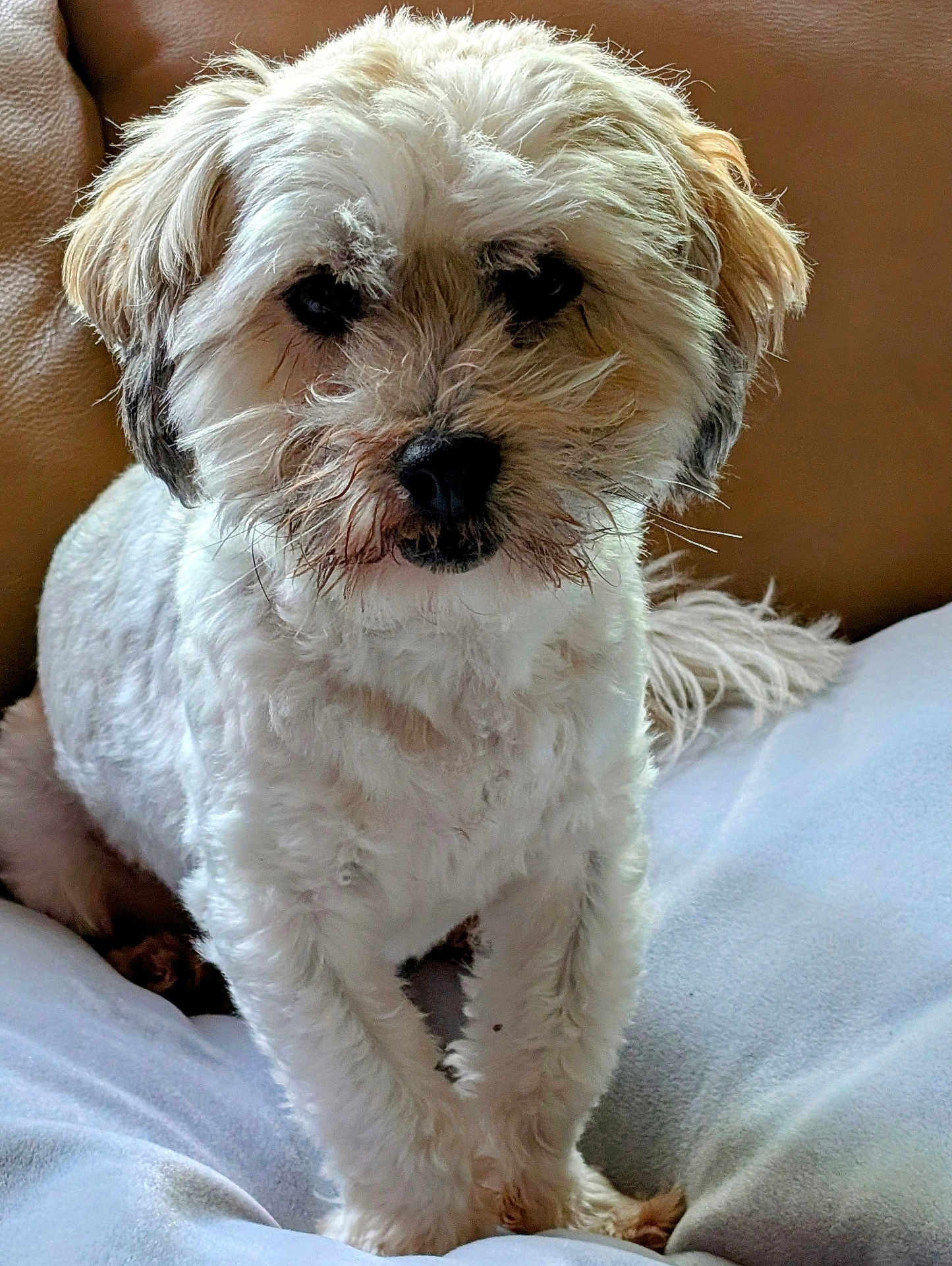 Milo