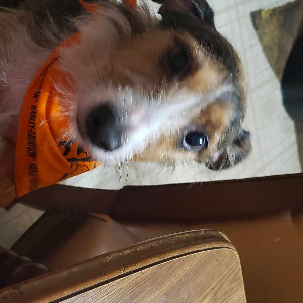 Dipstick is registered to the contest to win money with this photo: canidae, carnivore, companion_dog, dog, dog_breed, dog_supply, fawn, fur, mal_shi, mammal, nap, paw, pet_supply, small_terrier, snout, sporting_group, terrier, toy_dog, whiskers, working_animal