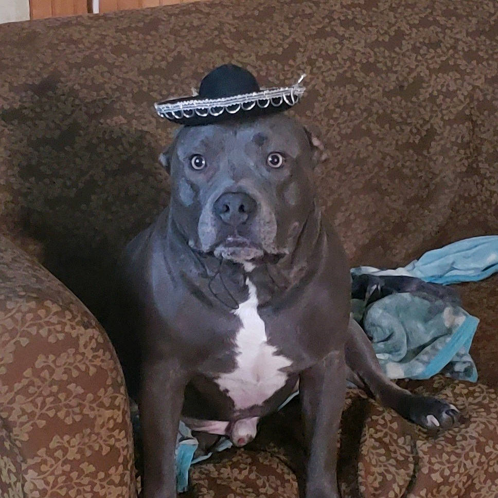 Blu joined the competition — help win amazing prizes! borador, carnivore, companion_dog, dog, dog_breed, dog_collar, fawn, fur, guard_dog, hat, hunting_dog, liver, metal, non_sporting_group, plant, sporting_group, tail, working_animal