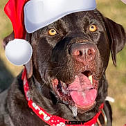 Hunter is registered to the contest to win money with this photo: animal, bodypart, bulldog, canine, clothing, dog, envelope, grass, greetingcard, hat, hound, labradorretriever, mail, mouth, person, pet, pitbull, pointer, snout, tongue