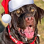 animal, bodypart, bulldog, canine, clothing, dog, envelope, grass, greetingcard, hat, hound, labradorretriever, mail, mouth, person, pet, pitbull, pointer, snout, tongue