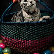Milo joined the competition — help win amazing prizes! animal, basket, bell, cat, collar, colorful, curious, cute, decorative, easter_eggs, feline, gray_cat, indoor, pet, speckled_eggs, still_life, striped_cat, tabby_cat, tag, woven_basket