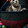 animal, basket, bell, cat, collar, colorful, curious, cute, decorative, easter_eggs, feline, gray_cat, indoor, pet, speckled_eggs, still_life, striped_cat, tabby_cat, tag, woven_basket