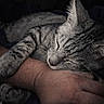 Milo is registered to the contest to win money with this photo: animal, cat, closeup, comfort, companion, cozy, dark_background, friendship, fur, hand, human, indoor, paw, pet, relaxation, rest, sleeping, soft_light, tabby_cat, whiskers