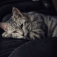 Milo joined the competition — help win amazing prizes! cat, gray_tabby, pet, animal, feline, resting, relaxed, indoor, leather, couch, paw, fur, whiskers, closeup, striped, cute, sleepy, domestic_cat, mammal, portrait