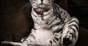 Milo joined the competition — help win amazing prizes! animal, cat, chair, closeup, collar, curious_eyes, dark_background, domestic_cat, feline, fur_pattern, indoor, pet, portrait, relaxed_pose, silver_tabby, sitting, striped_fur, tag, tail, whiskers