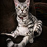 animal, cat, chair, closeup, collar, curious_eyes, dark_background, domestic_cat, feline, fur_pattern, indoor, pet, portrait, relaxed_pose, silver_tabby, sitting, striped_fur, tag, tail, whiskers