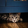 Milo is registered to the contest to win money with this photo: animal, blue_furniture, cat, close_up, curious, domestic_cat, eyes, face, floor, furniture, hidden, indoor, lying_down, pet, quiet, resting, shadow, tabby, whiskers, wooden_floor