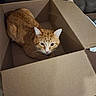Lio is registered to the contest to win money with this photo: animal, box_lid, cardboard_box, cat, couch, cozy, curious, ears, feline, floor, furniture, homedecor, indoor, looking_up, orange_cat, pet, relaxed, sitting, tabby_cat, whiskers
