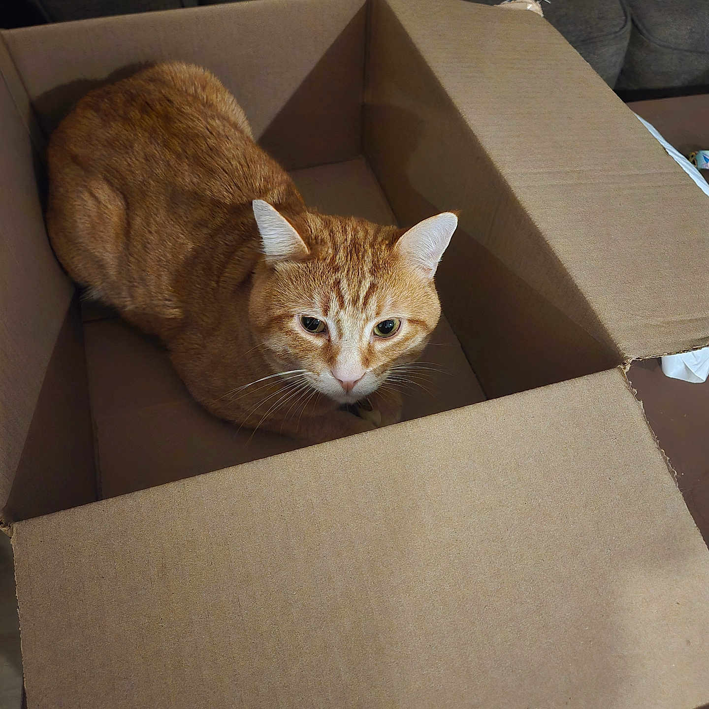 Lio