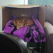 Lio is registered to the contest to win money with this photo: animal, blanket, cardboard_box, cat, chair, comfort, couch, cozy, cute, floor, furniture, home, indoor, orange_tabby, pet, purple, relaxing, resting, sitting, tabby
