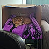 animal, blanket, cardboard_box, cat, chair, comfort, couch, cozy, cute, floor, furniture, home, indoor, orange_tabby, pet, purple, relaxing, resting, sitting, tabby