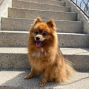 Bobi participe au concours pour gagner de l'argent avec cette photo : dog, pomeranian, stairs, outdoor, sunlight, happy, pet, fluffy, canine, tongue_out, sitting, concrete, smiling, fur, animal, pet_accessory, collar, daylight, railing, shadow