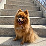 dog, pomeranian, stairs, outdoor, sunlight, happy, pet, fluffy, canine, tongue_out, sitting, concrete, smiling, fur, animal, pet_accessory, collar, daylight, railing, shadow
